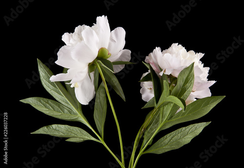 peonies isolated on a black background