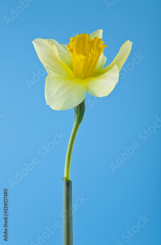 yellow daffodils on a blue background
