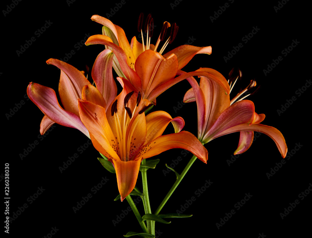 Fototapeta premium lily flowers isolated on a black background