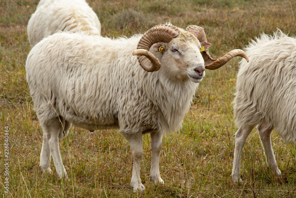 Fototapeta premium Weiße Gehörnte Heidschnucke