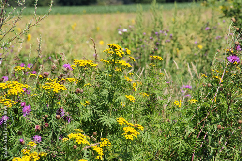 nahansicht von wildblumen in cloppenburg niedersachsen deutschland fotografiert auf einer tour in cloppenburg niedersachsen deutschland mit weitwinkel objektiv photo