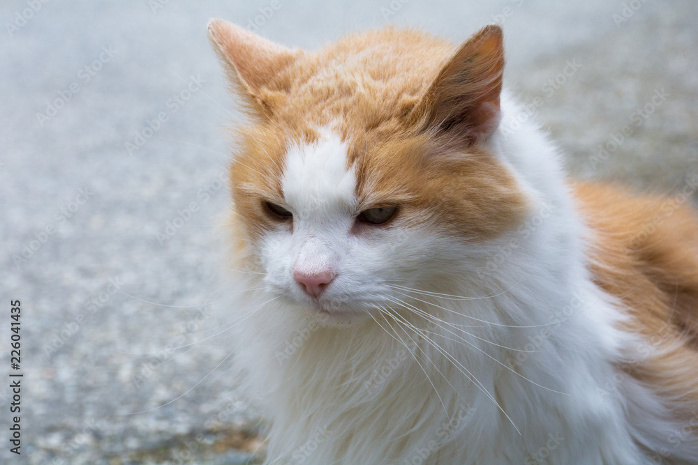 portrait of a complacent, fluffy, red, thoroughbred cat portrait of a complacent, fluffy, red, thoroughbred cat
