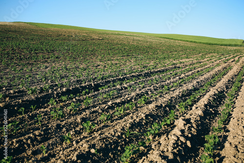 Endless field with seed beds. Eco friendly agriculture modern ideas. Rustic nature photo.