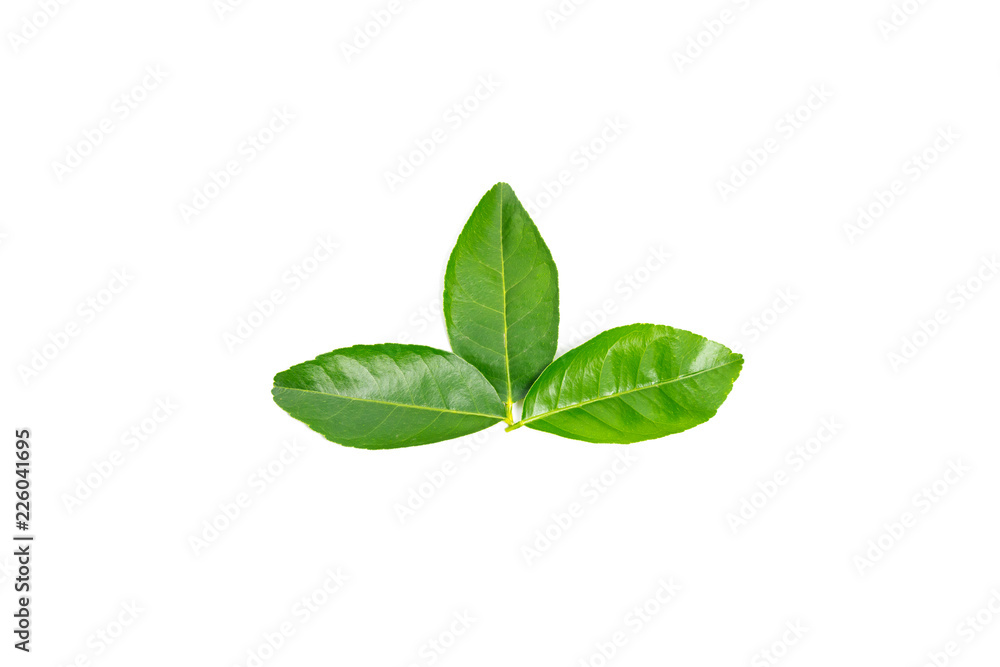 fresh green lemon leaves with water drops isolated on white background.lime leaf and green herbs for cooking and spa. fresh green lemon leaves with water drops isolated on white background.lime leaf and green herbs for cooking and spa.