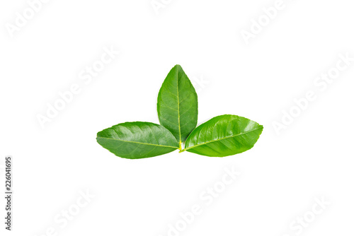 fresh green lemon leaves with water drops isolated on white background.lime leaf and green herbs for cooking and spa. © noon@photo
