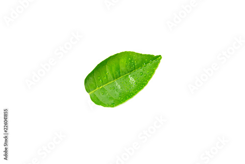 fresh green lemon leaves with water drops isolated on white background.lime leaf and green herbs for cooking and spa.