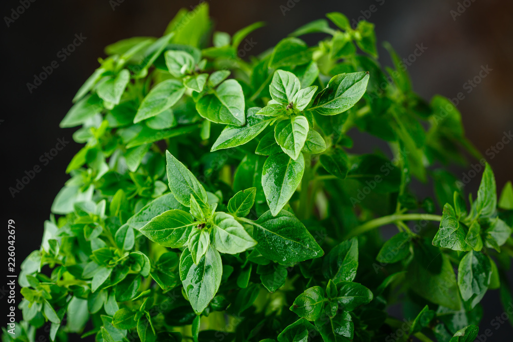 Fresh Leaves of basil Fresh Leaves of basil