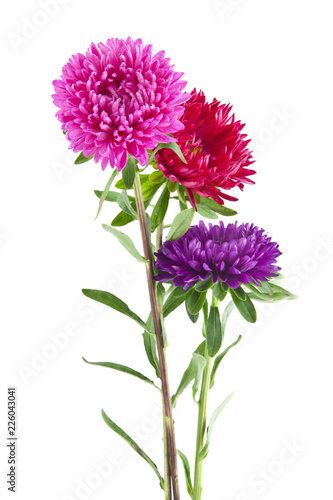 aster flowers isolated on white background. As an element of packaging design