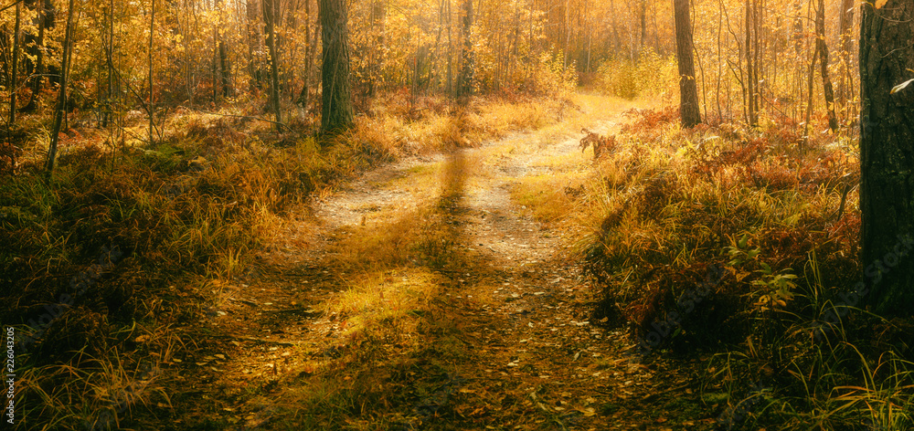 Obraz premium nice sunny landscape