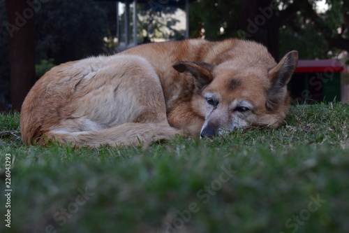Konstfotografi dog
