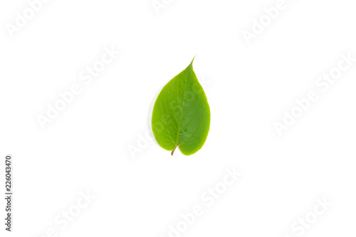 tropical green leaf  isolated on white background.