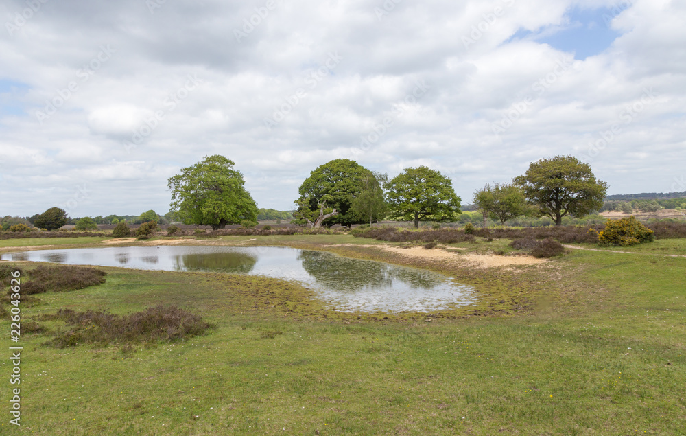 Lonely pond in the New Forest, Hampshire, UK
