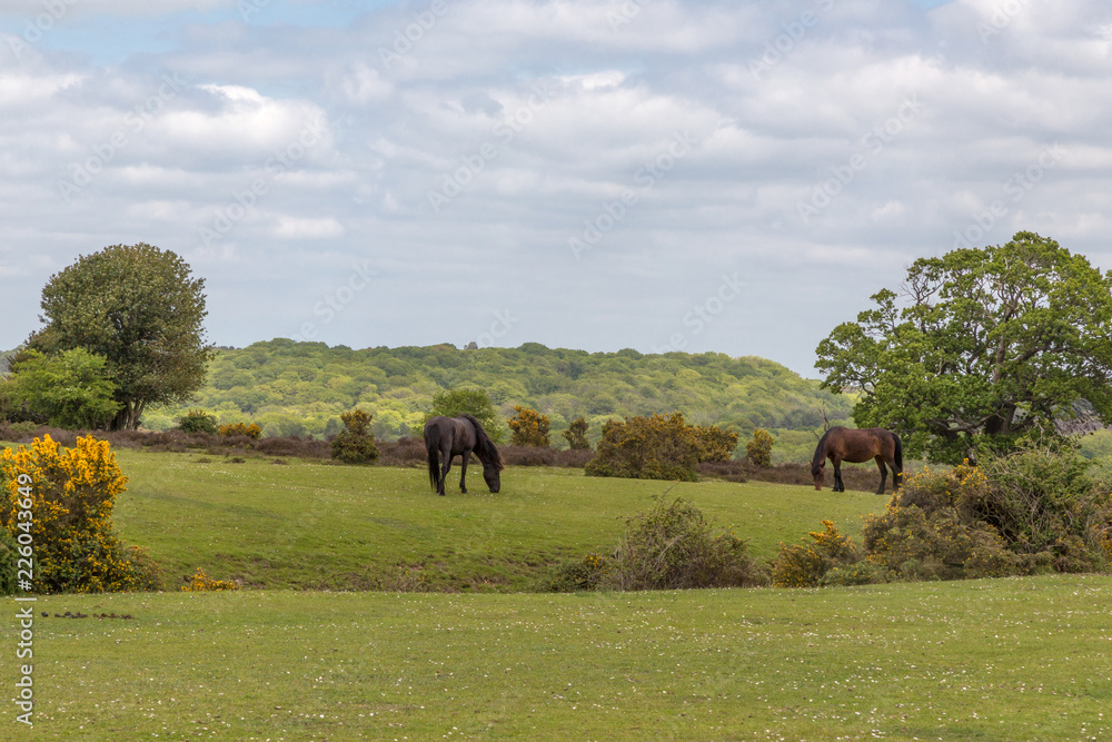 Fototapeta premium New Forest wild ponies grazing on grassland