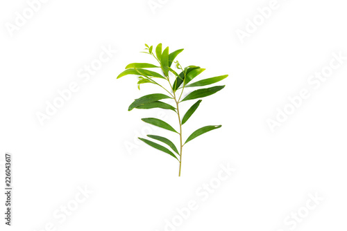 tropical green leaf isolated on white background.