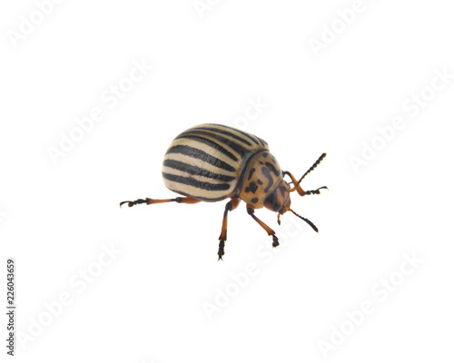 Colorado beetle isolated on white background