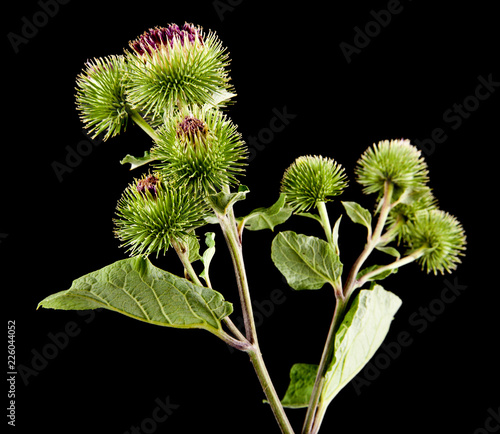 green burdock isolated on a black background