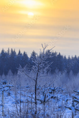Snowy tree branches in winter at sunset