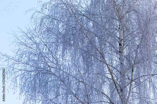 Snowy birch branches in winter against the sky © schankz
