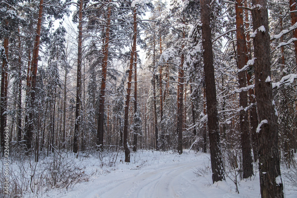 Snowy trees in the forest in winter Snowy trees in the forest in winter