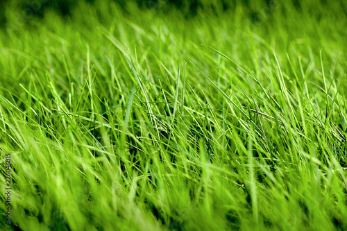 Green grass background texture. Background with bright juicy summer greens out of focus