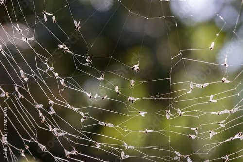 Mosquitoes caught in spider web