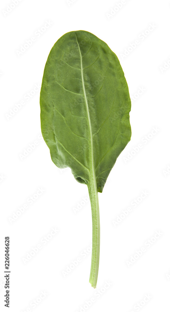 Obraz premium green leaves of sorrel isolated on white background. As an element of packaging design.