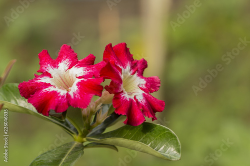 Adenium Flower