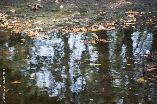 Reflection in the autumn puddle with fallen leaves