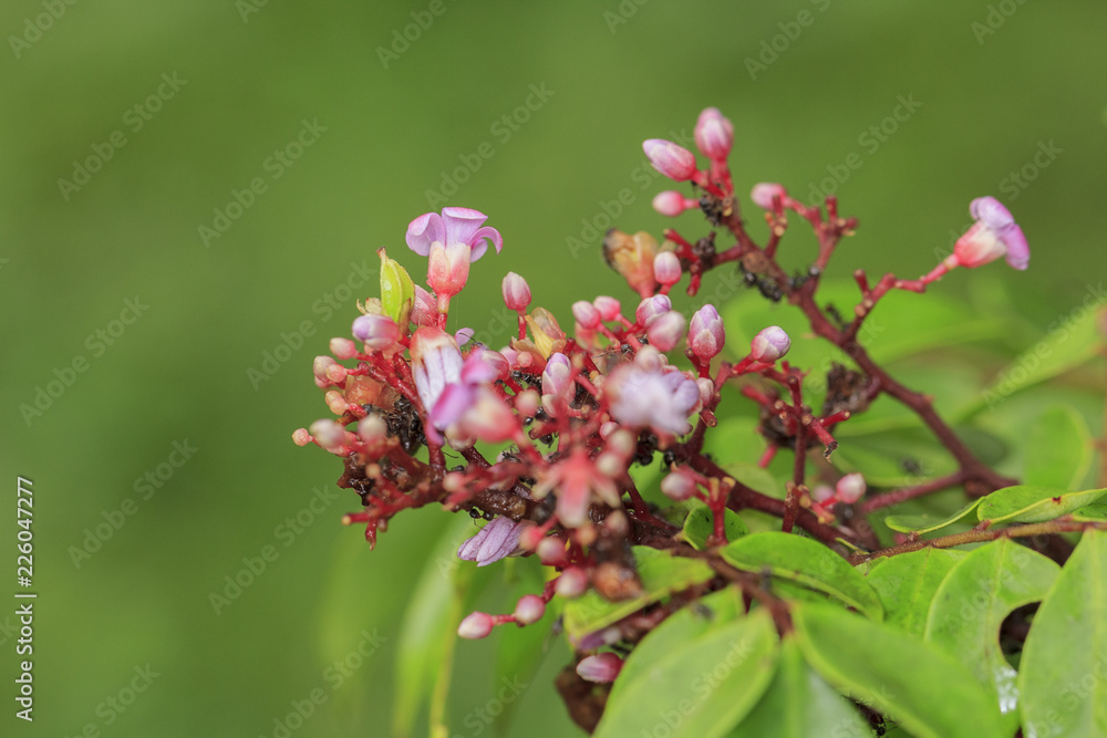 Carambola flower on tree Carambola flower on tree