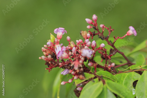 Carambola flower on tree