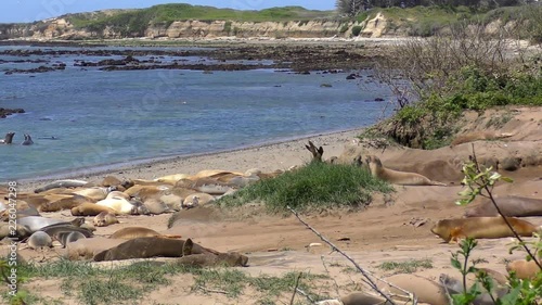 Northern Elephant Seals (Mirounga angustirostris) in the Ano Nuevo State Park in Califonia, USA photo