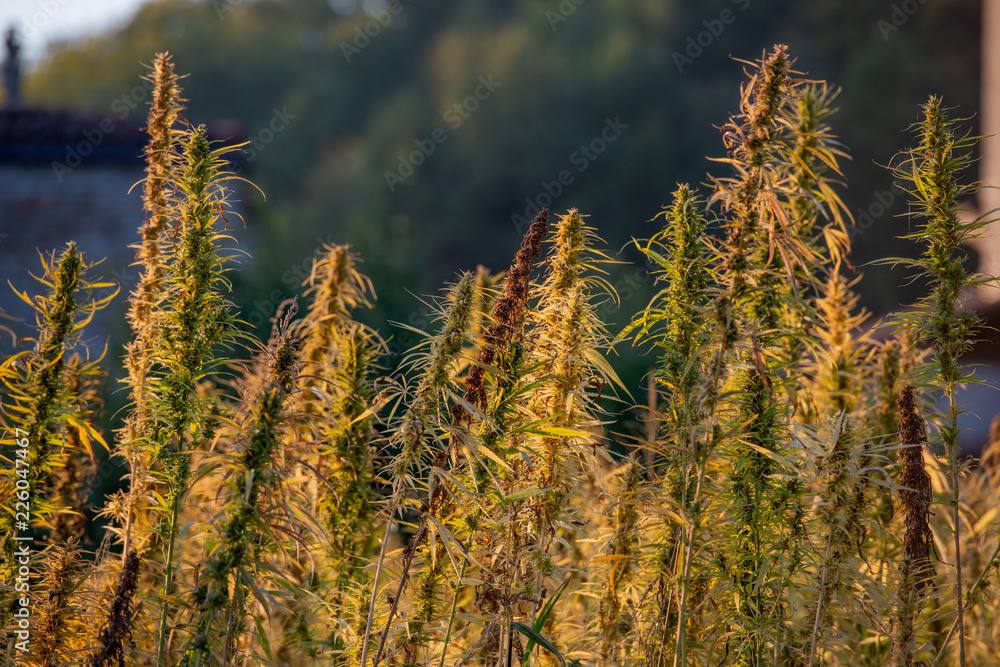 Fototapeta premium marijuana plant