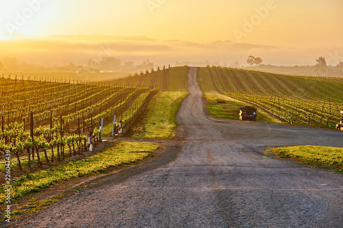 Vineyards at sunrise in California, USA photo