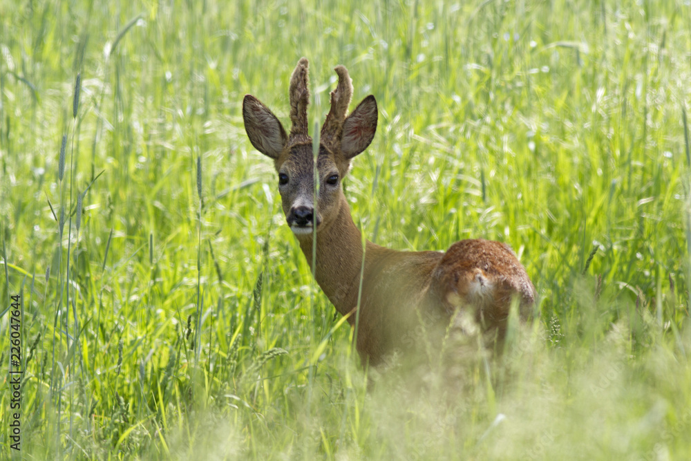 Portrait of a male European roe deer (Capreolus capreolus) in the spring Portrait of a male European roe deer (Capreolus capreolus) in the spring