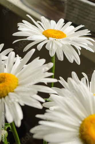 Large white summer gerberas close up under sunshine.