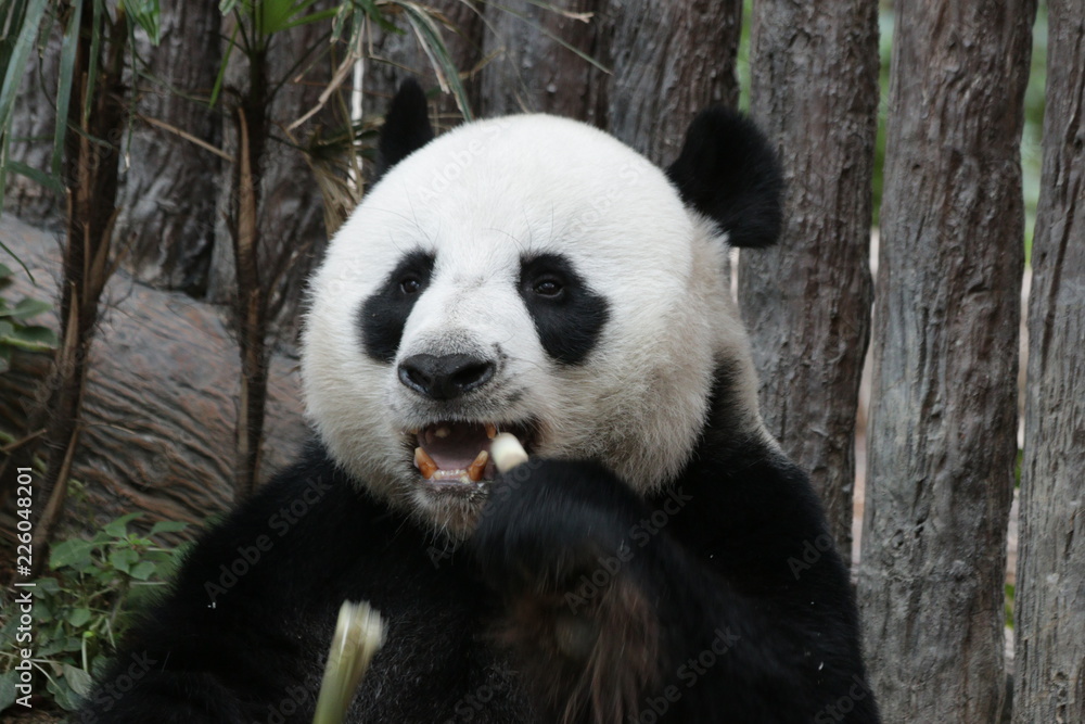 Fototapeta premium Samiec Panda w Tajlandii