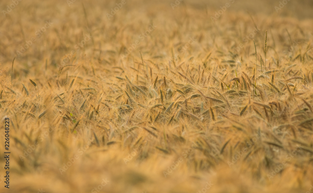 Fototapeta premium wheat flakes on the field in the golden sunlight