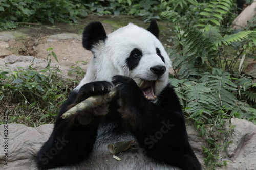 Fototapeta Naklejka Na Ścianę i Meble -  Female Panda in Thailand