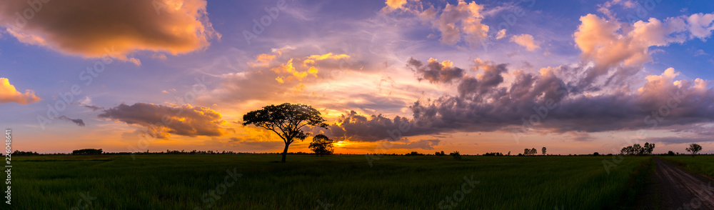 Silhouette tree in Asia with sunrise.Tree silhouetted against a setting sun.Vivid colorful orange sunlight sky.