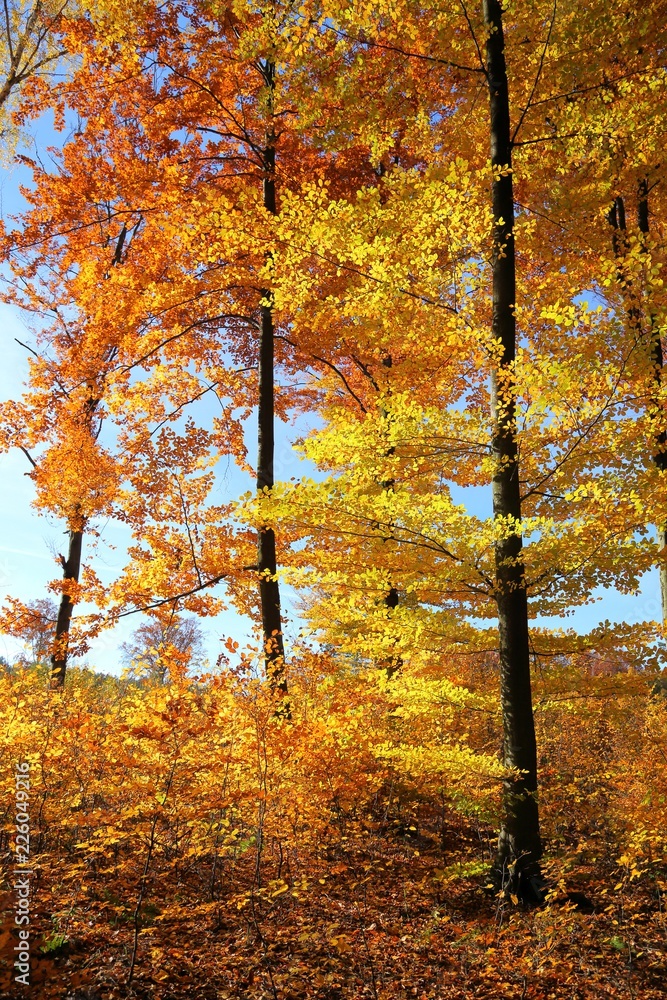 Fototapeta premium Autumn leaves.