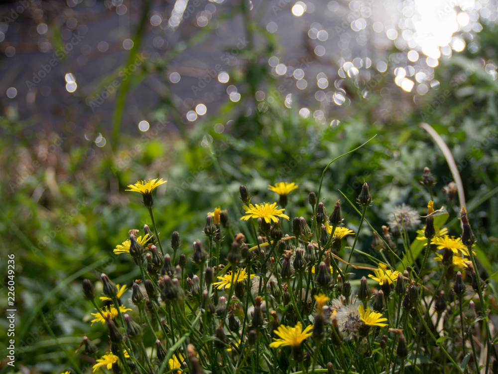 Obraz premium 花と水の輝き