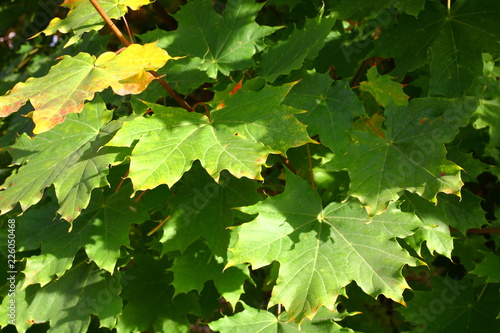 maple leaves in autumn