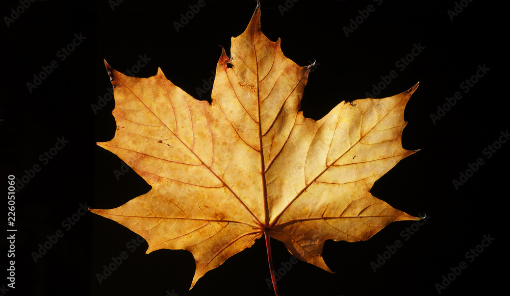 Backlit Closeup of a Brown Leaf in the Fall showing it's detail