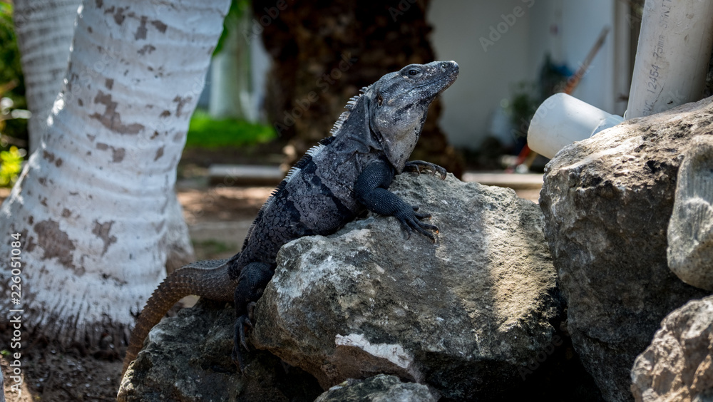 iguana on a rock iguana on a rock