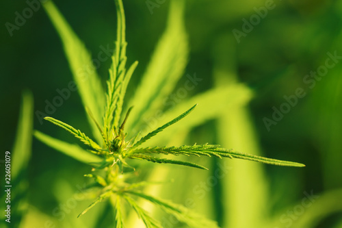 cannabis in their prime / very ambiguous plant