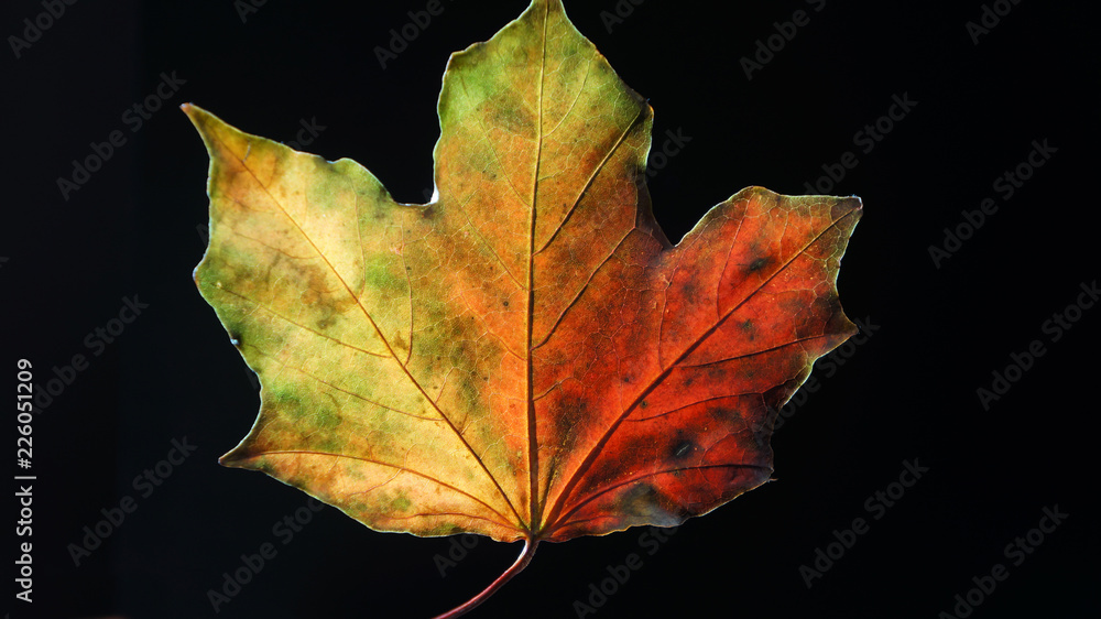 Closeup of a Backlit Leaf in the Autumn Fall against a Black Background Closeup of a Backlit Leaf in the Autumn Fall against a Black Background