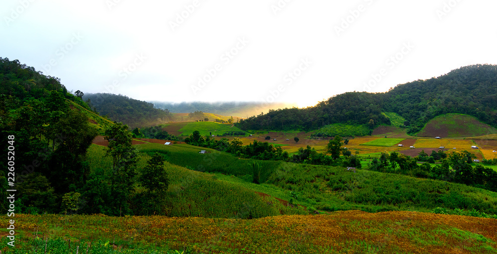 colorful soy beans field on mountain in gold sun light with fog.