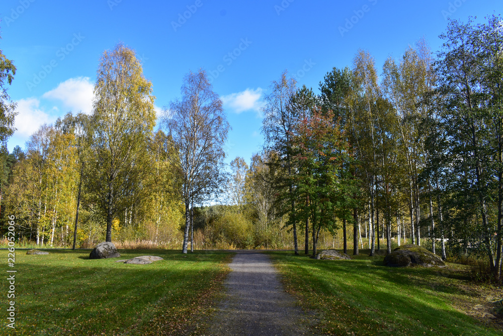 Green and yellow trees under the blue sky in autumn