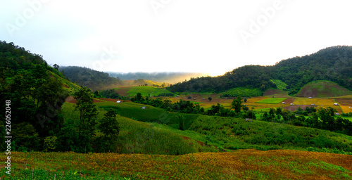 colorful soy beans field on mountain in gold sun light with fog.