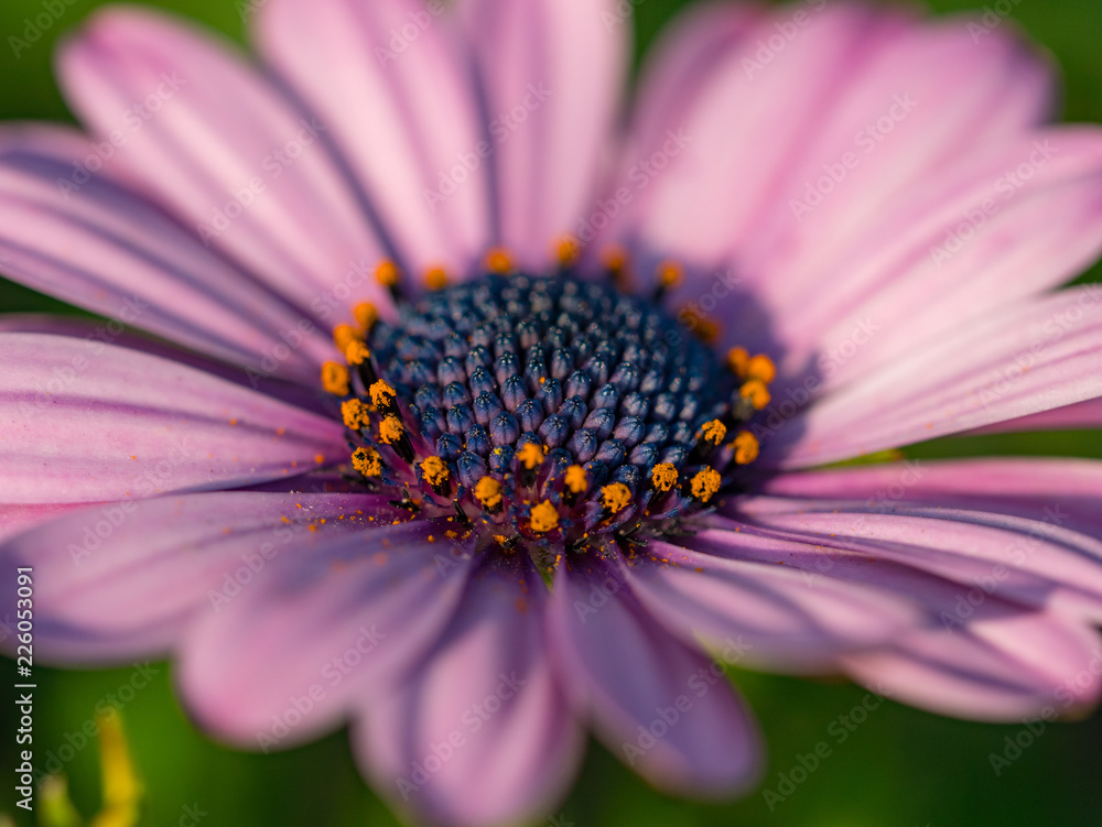 Flowered Osteospermum ecklonics Flowered Osteospermum ecklonics